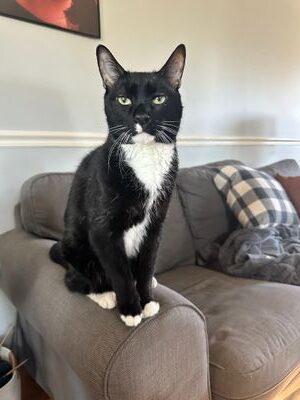 black and white cat sits on arm of couch