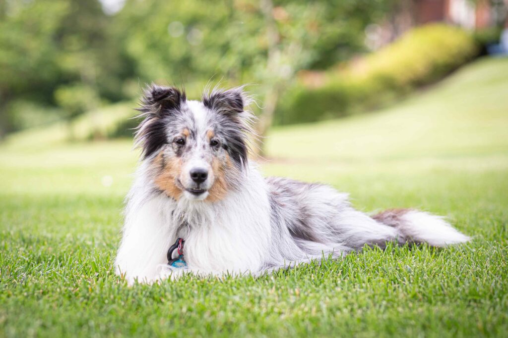 dog sits in grass photographed by Alexandria pet photographer