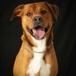 dog sits on black backdrop