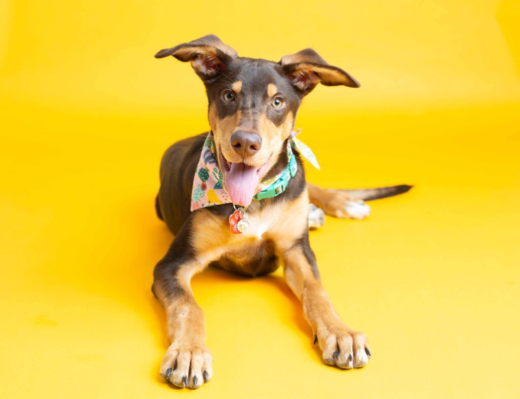 dog sits on yellow backdrop paper