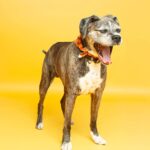 dog sits on yellow backdrop paper