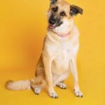 dog sits on yellow backdrop paper