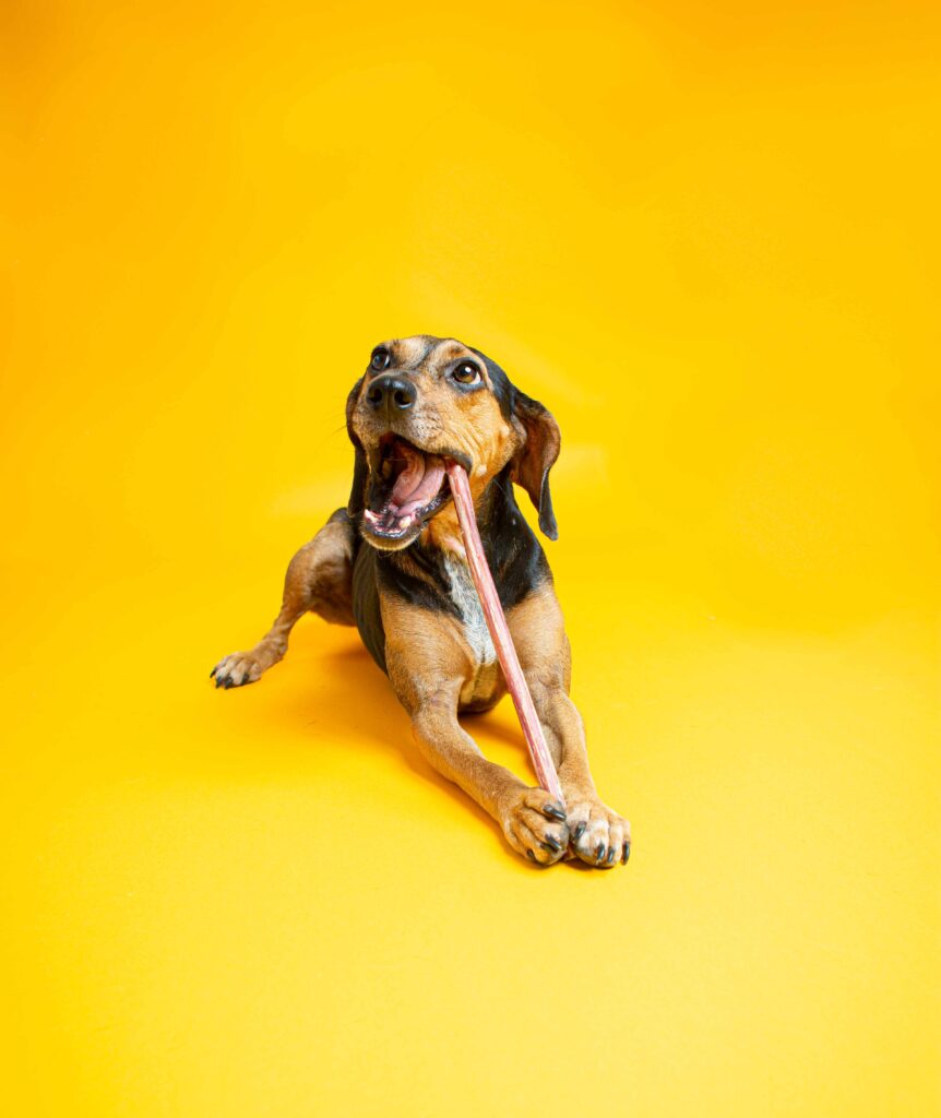 dog sits on yellow backdrop paper photographed in studio by an Alexandria pet photographer