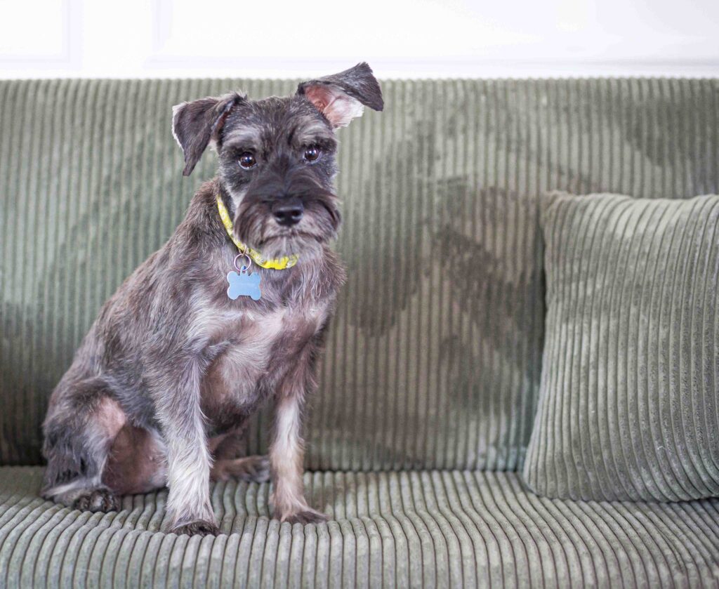 dog sits on greet couch photographed by an Alexandria pet photographer