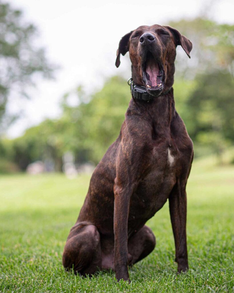 Alexandria outdoor Pet session